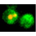 eGFP Annexin V and PI Apoptosis Kit (20 rxns)